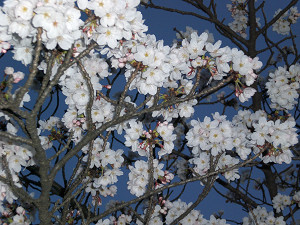 桜2012